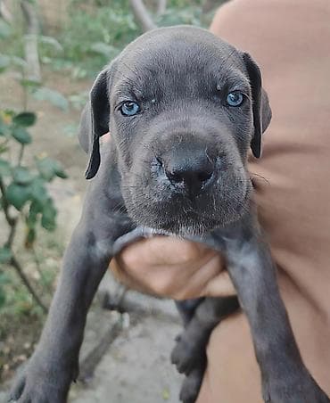 dişi: Kane-Korso, 1 ay, Dişi — 4