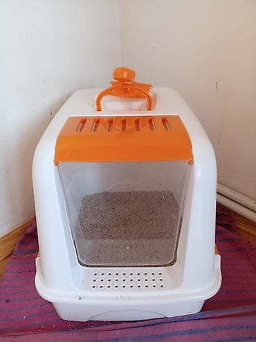 pişiy adlari: Ağ rəngli, uzun tüklü pişik – yumşaq, ipək kimi xəz, mavi gözlər və — 9