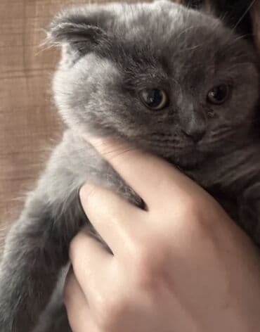 wotland pişiyi: Şotland, Dişi — 1