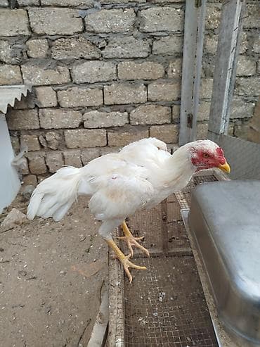 beca xoruz: Cinsi yapondu 8 ci ayindadi hele teze ayilir tam saglam heyvandi — 4