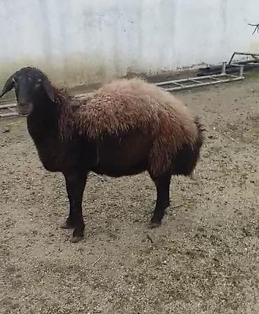 Tatar cinsi tam saglam 700 satılır lalafo.az -da Tatar cinsi tam saglam 700 satılır