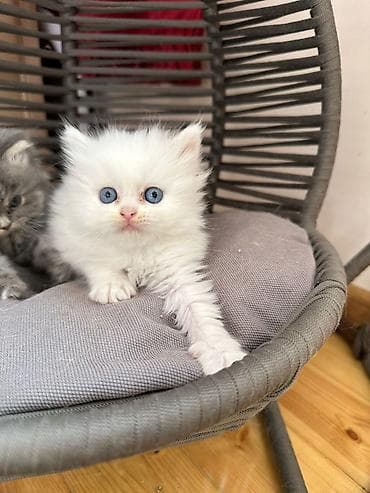 maykonq pişik: Şotland yastı qulaq — 9