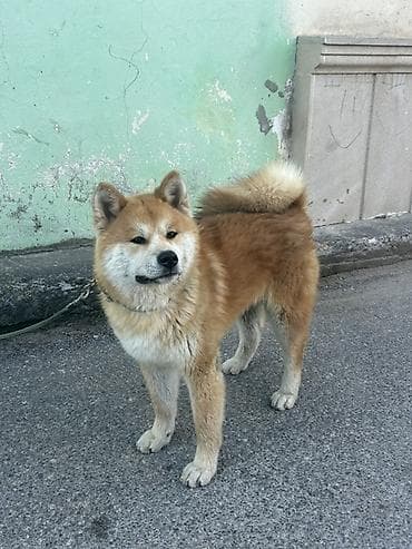 Akita-inu, 5 ay, Erkek, Peyvəndli, Ödənişli çatdırılma lalafo.az -da Akita-inu, 5 ay, Erkek, Peyvəndli, Ödənişli çatdırılma
