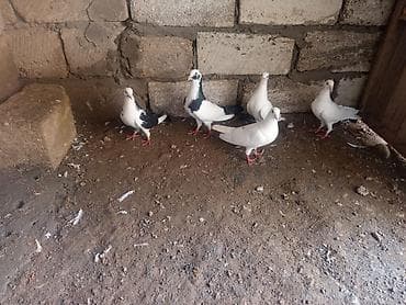 lalafo.az quşlar: Drakonlar — 1