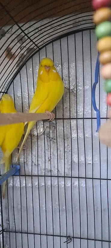 ev quslarinin satisi: Papuqay təmiz çex cüt bala verən balaların satmışam biri qalıb oda — 3