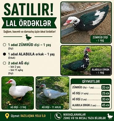 Erkək, | Lal ördək, Damazlıq — 1