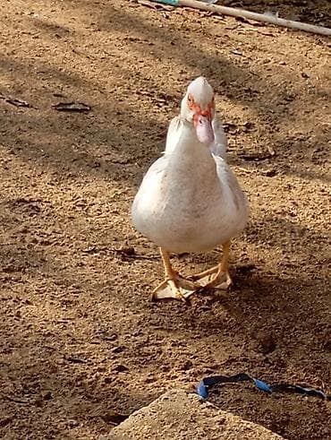 esək: Ağ rəngli ördək - Növ: Ağ muskus/ev ördəyi tipli - Rəng: Tam ağ — 3