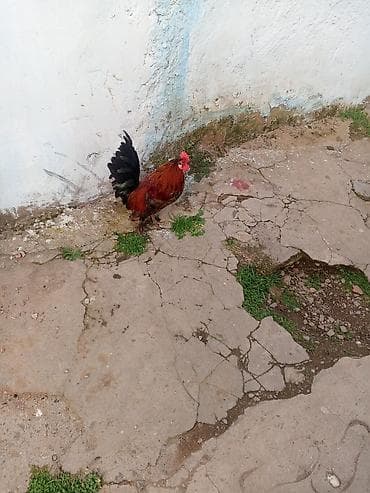 İtlər: Məhsul: Xoruz Təsvir: - Rəng: parlaq qırmızı-qəhvəyi bədən, qara — 1