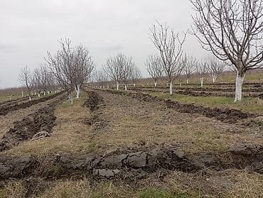 agac gulleri: 1həktar torpaq sahəsidir, 78sotunun sənədi var .Torpaq gilas — 2