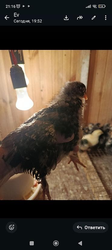 cücəsi: Toyuq cücələri, Damazlıq, Ünvandan götürmə — 6