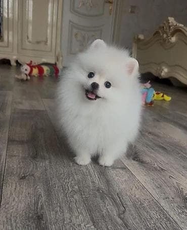 sani kecileri satisi: Şpitz — 2