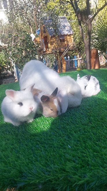 Птицы: Wekilde gorduyunuz mini Xolandski loplar satilir muxtelif renglerdedi — 6