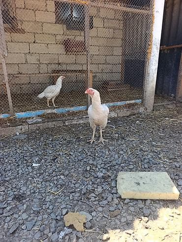 itlərin cütləşmə vaxtı: Legv edirem diye satiram. yaxwi heyrati istiyenler narahat etsin — 3