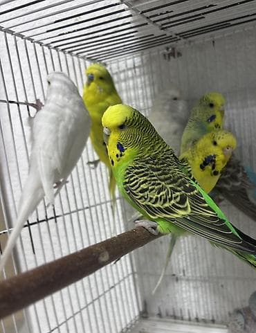 Salam.
Çex Papuqaylar satılır,içlərində hazır cütdə var — 1