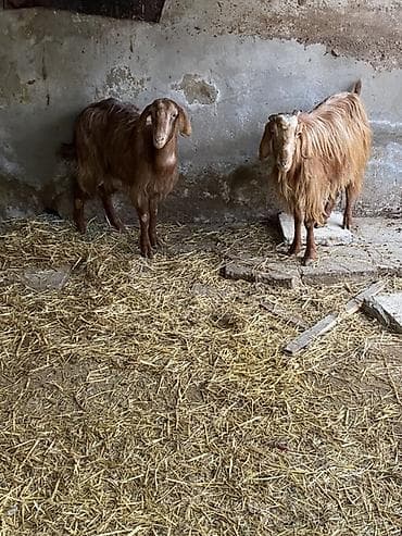 helep: Bogaz helebler bir denesi 240 — 4