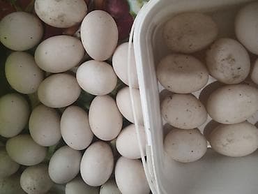 Bitki yağı: Salam Aleykum yaşıl baş, kuban, pekin, ördeklerinin yumurtaları — 3