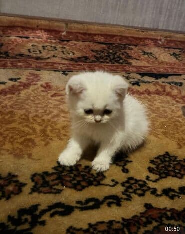 baku pişik satis: Şotland, Dişi, Yaxşı əllərə, Ünvandan götürmə — 4