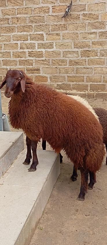 Salam ünvan Bakıin maştağa kendi 11 ayliqdi satıram qoyun surmeyi