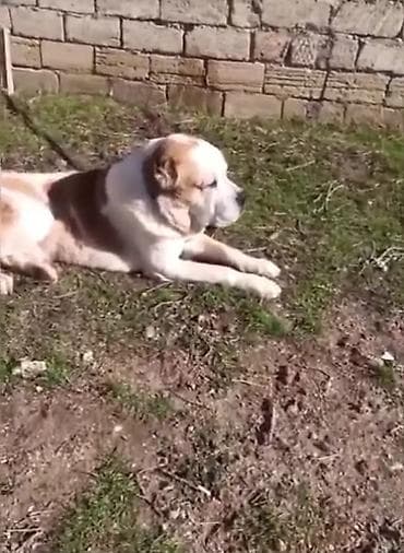 it sahiblənmək: Alabay, 1 il, Erkek, Peyvəndli, Ünvandan götürmə — 2