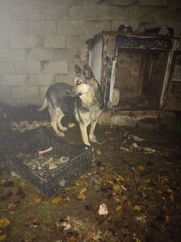 Alman çoban iti, 1 il, Dişi, Peyvəndli, Ünvandan götürmə