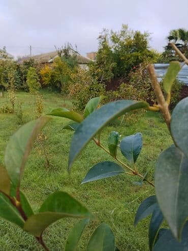 zefir bitkisi: Məhsul: Meyvə ağacları ilə yaşıllıq sahəsi (həyətyanı bağ)Günəşli — 2