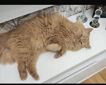 it balasi per page 99: Fars, Erkək — 3