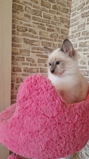 котенок в хорошие руки: Самка, Бесплатная доставка — 10