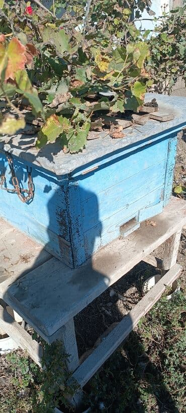 Arı yesiyi və ramkalar satilir