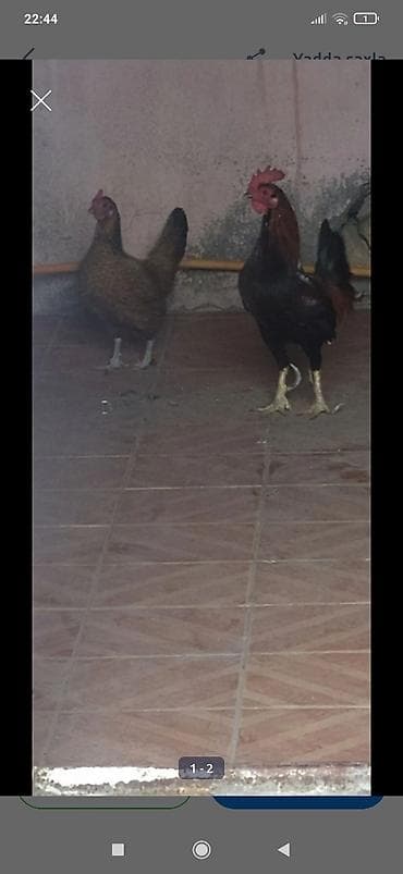 cuce ve xoruz temsili: Toyuq, Damazlıq, Ünvandan götürmə — 2