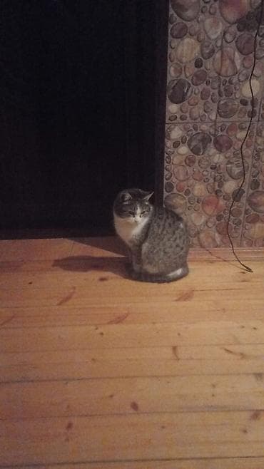 Ev pişiyi – boz/bəyaz, zolaqlı tüklü, qısa tüklü. Orta ölçülü, yumru