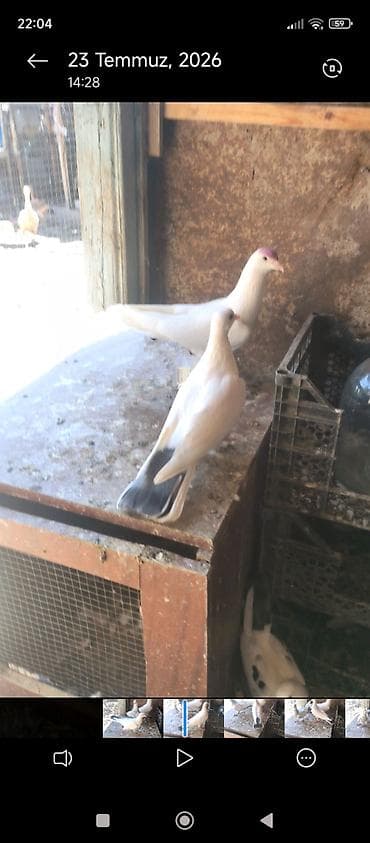 pişik satışı bakı: Biri ərkək biri mayadır satılır biri 5 manat isteyen yaza biler — 1