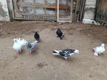 cins ineklerin qiymeti: Salam. Satılır: Qiymət hamısın alana aiddir. Tek tek hər biri 10 AZN — 3