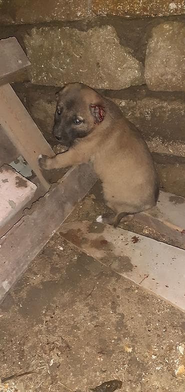 şpitz itləri: Kanqal, 1 ay, Erkek — 8