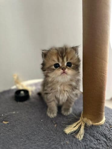 pişiklərin satışı: Şotland yastı qulaq, Erkək, Dişi — 2