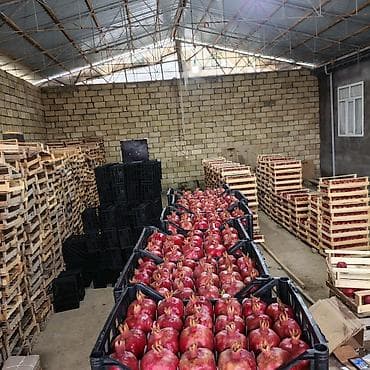 seyf qaplari: Salam 2 ton saf nar var Göyçay narindan Xaric üçün eladir. 200 kiloya — 4