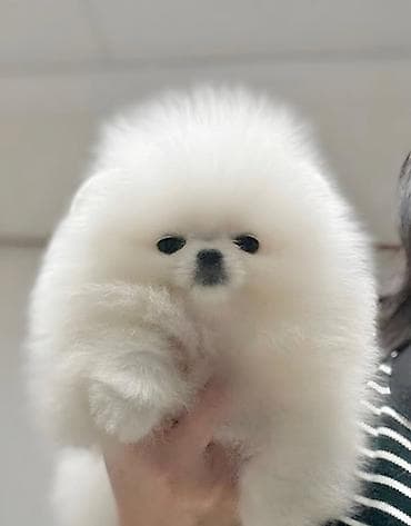 alabay dişi: Şpitz, 2 ay, Sənədli — 1