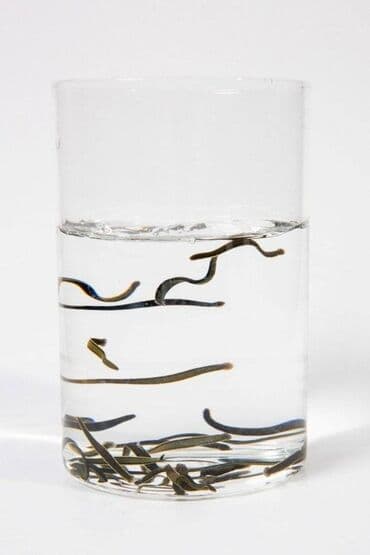 qaş formaları: Zəli satışı 🪱ibbi zeli. Səhiyyə Nazirliyi tərəfindən Azərbaycanda — 7