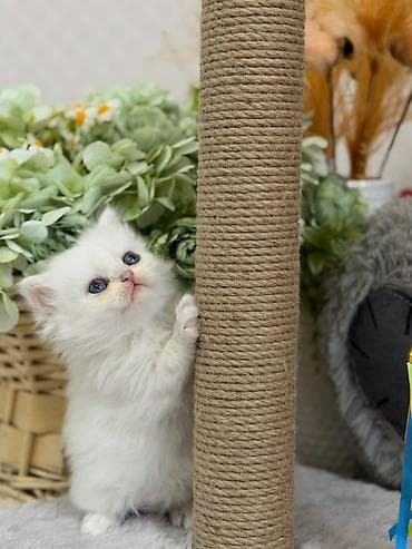 Colorpoint chinchilla erkek