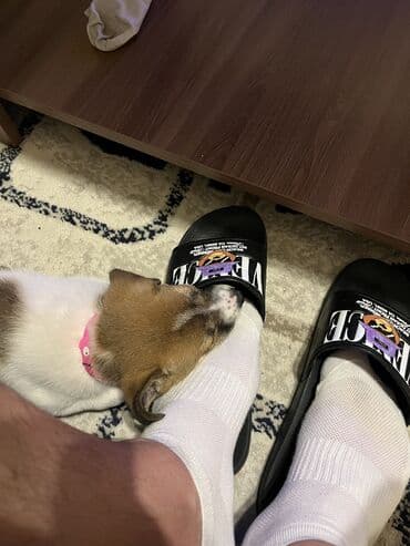 ev iti balaca: Спасли собаку с улицы месяц назад. Собака очень веселая, подвижная — 3