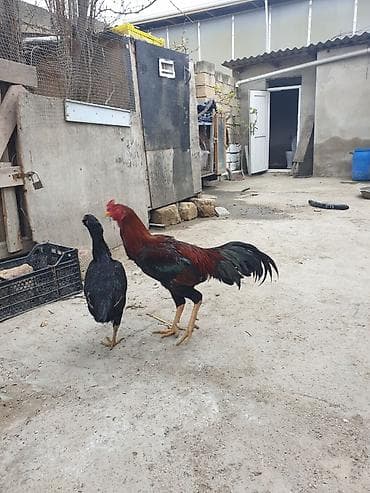 Sonu 2 biryerdə 90