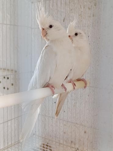 lalafo quşlar: Növ: Ay rengi Karella quşu dişi. Say: 1 eded Xüsusiyyətlər: - Uzun — 1