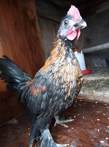 disi it adlari: Cücəxoruz – dekorativ cins - Rəng: qara əsaslı, qızılı-qonur — 3