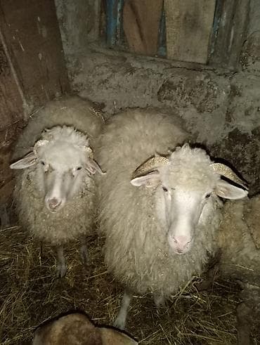 Iki ədəd dişi quzulardı qiymət ikisinə aiddi