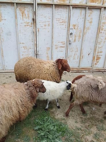 mal qoyun: Salam bu heyvanar kom satılır 4 Qoyundu 2 quzu 1 dənədə Qoç qoyunarın — 3