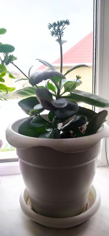 ev gülleri ve adları: Qapalı məkan üçün iki ədəd saksı bitkisi - Bitki 1: Tikanlı gövdəli — 2