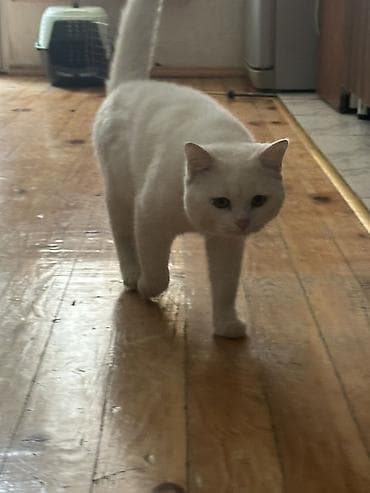 pisik adlari: Şinşilla, Erkək, Yaxşı əllərə — 3