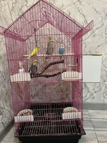 сетка для клетки попугая: Qəfəs və bəzəkli quşlar paketi - Böyük ölçülü, ev formasında, çəhrayı — 2