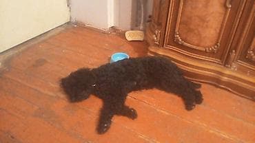 pitbull iti qiymeti: Pudel, 2 il, Dişi, Cütləşmə üçün — 6