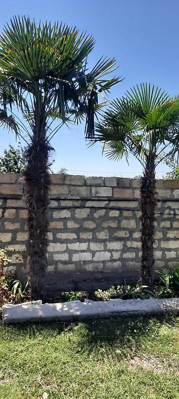 Palma ağacları 5i bir yerde satılır unvan Bərdə rayonu - Növ — 3