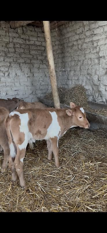 angus dana: Saf fransız mənşəli Limuzin cinsli buzovlar - Cins: Limuzin (ətlik — 3